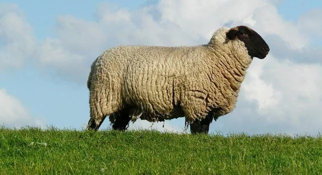 20 супер фактов об овцах, которые вы бы не поверили 