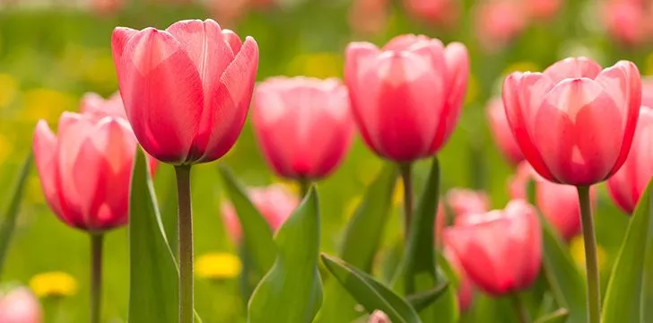 Тюльпаномания, когда в Голландии за цветы можно купить дом 