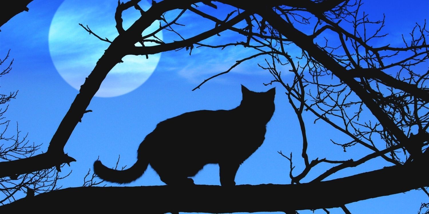 Почему черные кошки ассоциируются с Хэллоуином?  