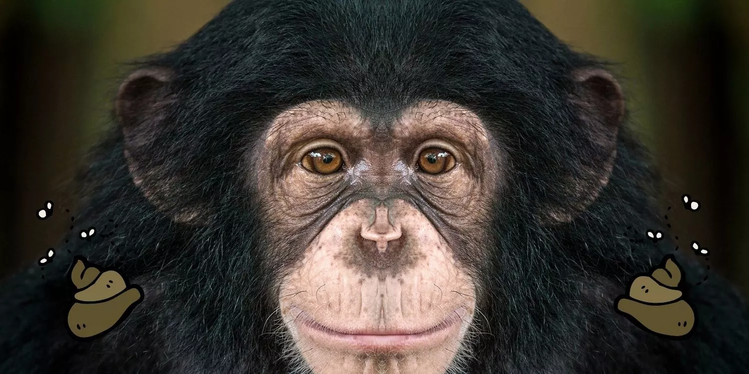Почему шимпанзе выбрасывают какашки?  