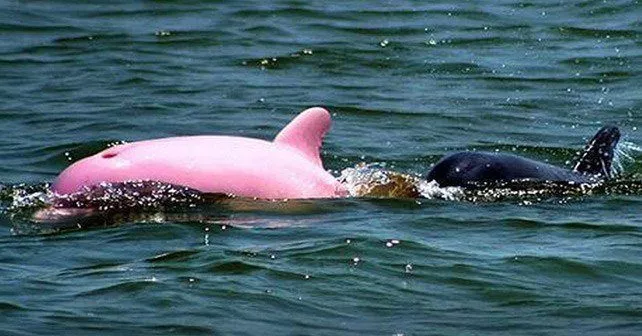 Сфотографированы розовые дельфины-афалины 