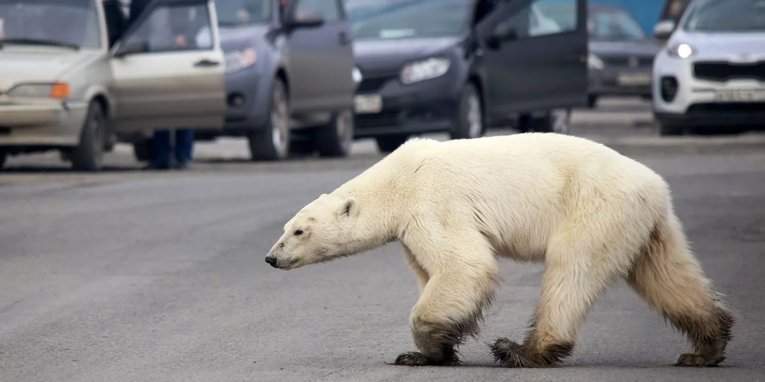 Массовое нашествие белых медведей в Россию 