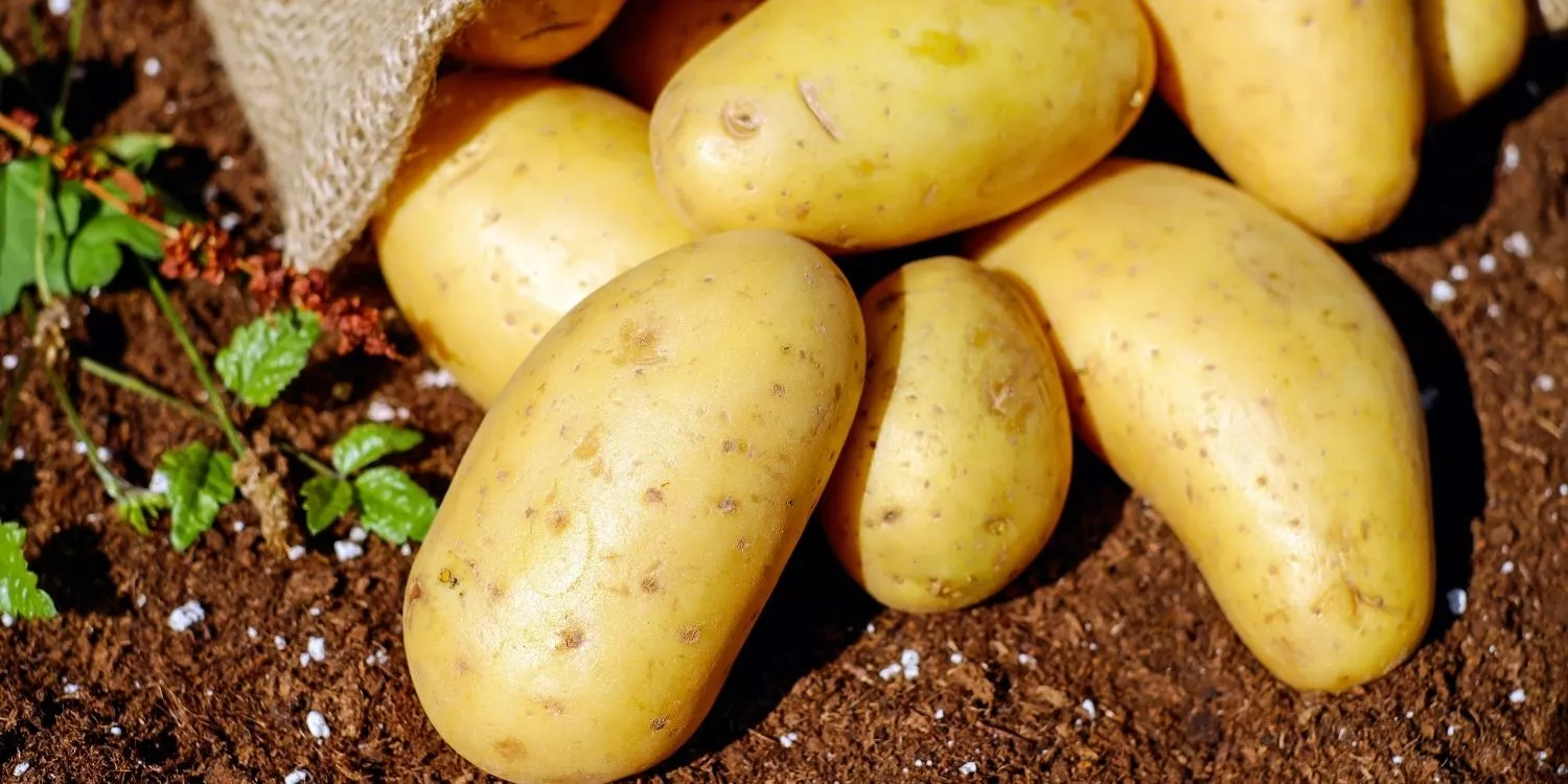 10 важных фактов о картофеле 