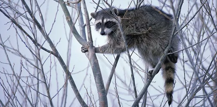 20 Furry Facts About Raccoons   