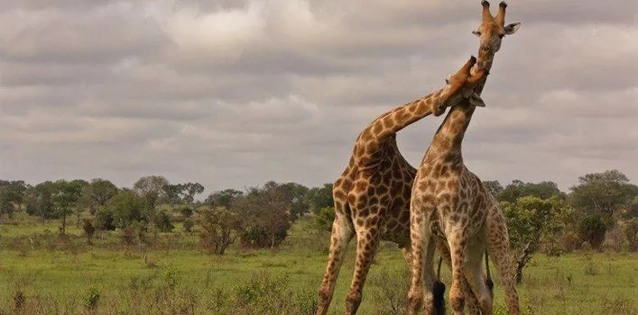 30 самых случайных фактов о жирафах 