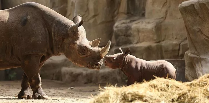 20 интересных фактов о носорогах, которые вам следует знать 