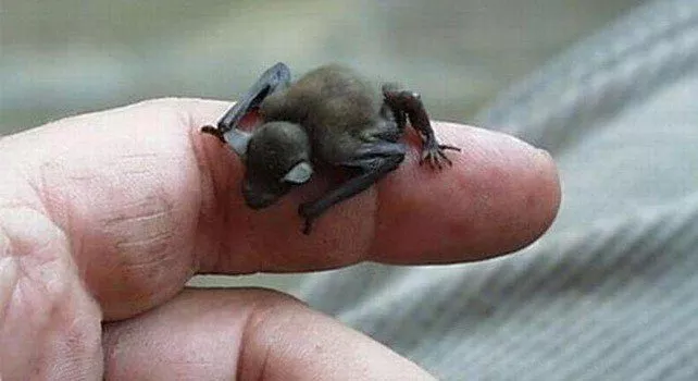 Факты о летучей мыши-шмеле Самая маленькая летучая мышь в мире 