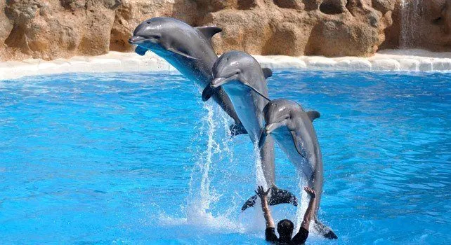 21 удивительный факт о дельфинах 