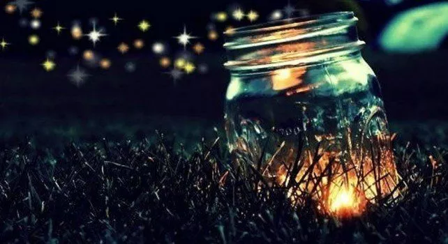 14 Fun Facts About Fireflies   
