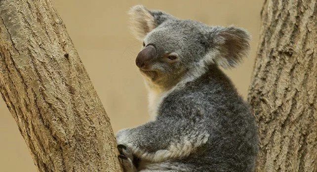 18 интересных фактов о коалах 