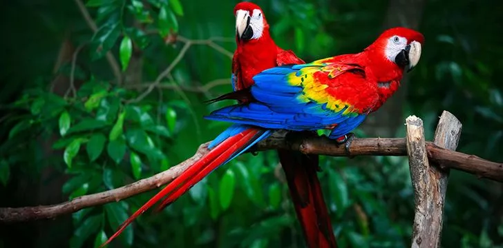 30 красочных фактов о попугаях 