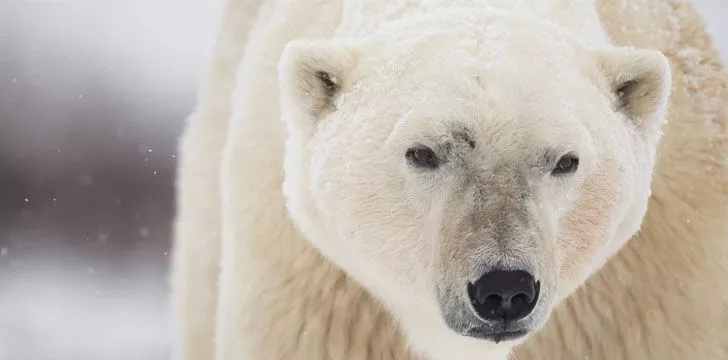 29 интересных фактов о белых медведях, которые вам следует знать 