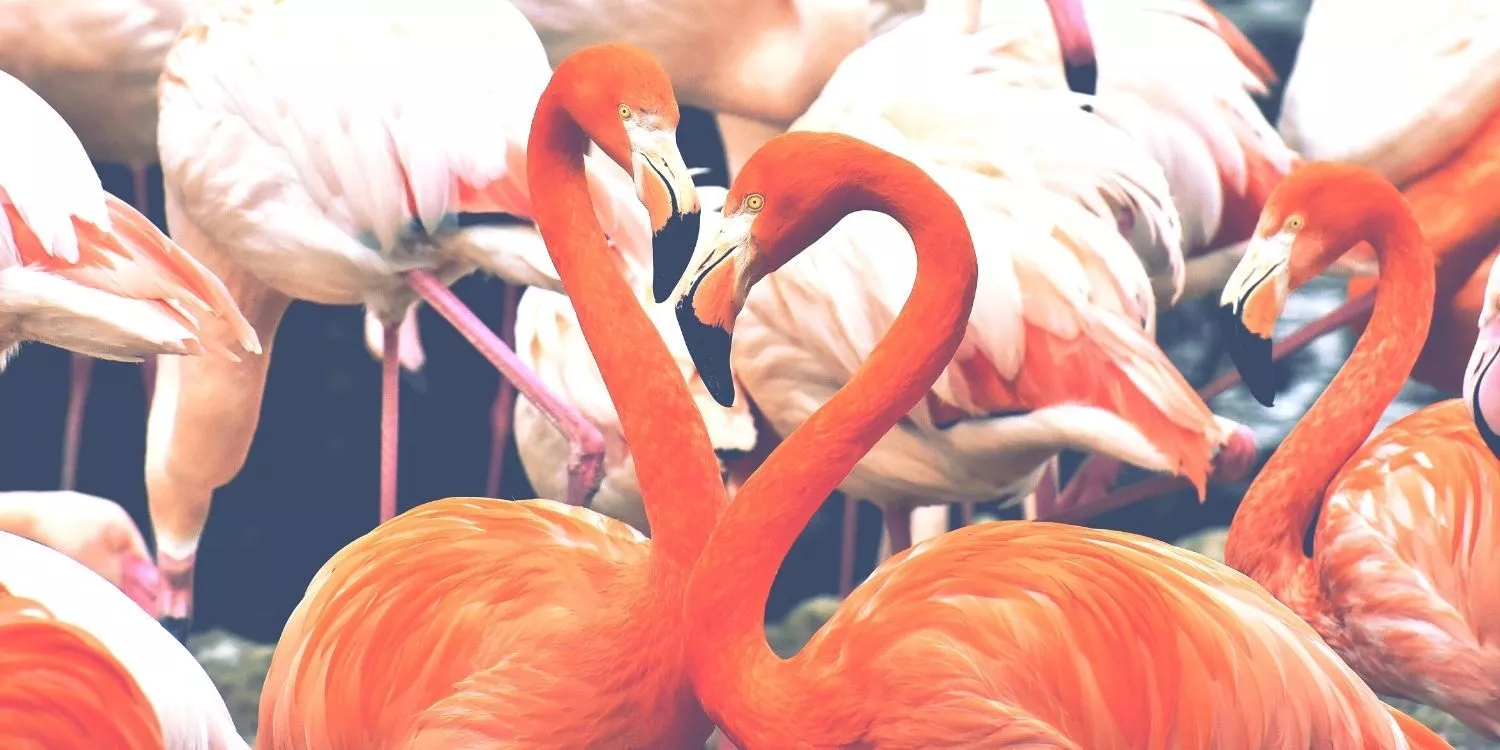 15 невероятных фактов о фламинго 