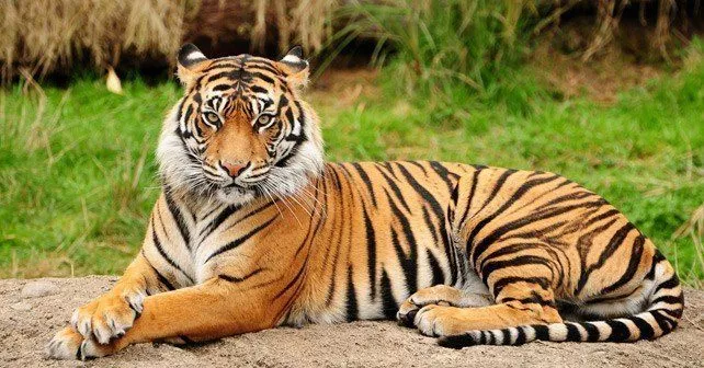 30 интересных фактов о тиграх 