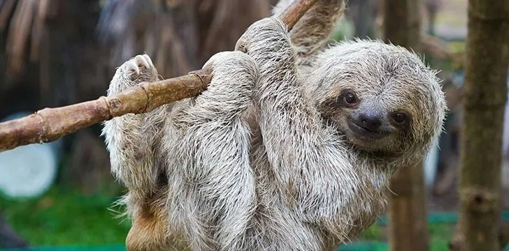 10 удивительных фактов о ленивцах 