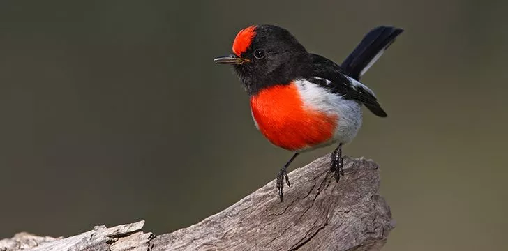20 фактов о Red Robin-s, к которым вы обязательно заглянете!  