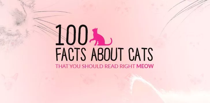 100 фактов о кошках, которые стоит прочитать прямо Мяу 