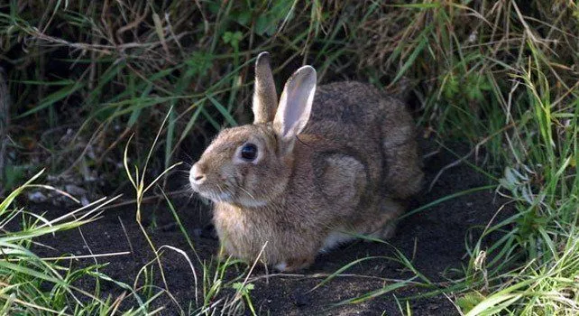 19 интересных фактов о кроликах 