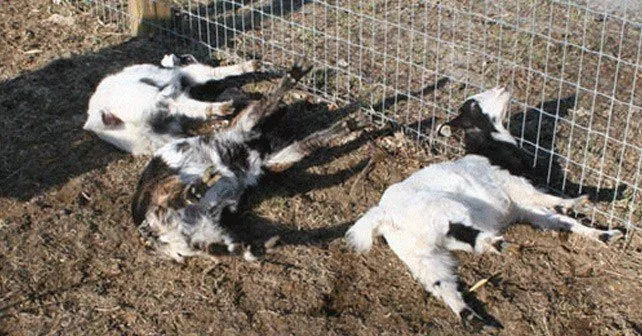Забавные факты о козах, падающих в обморок 