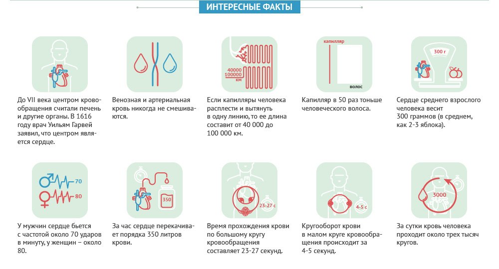 Интересные факты о крови