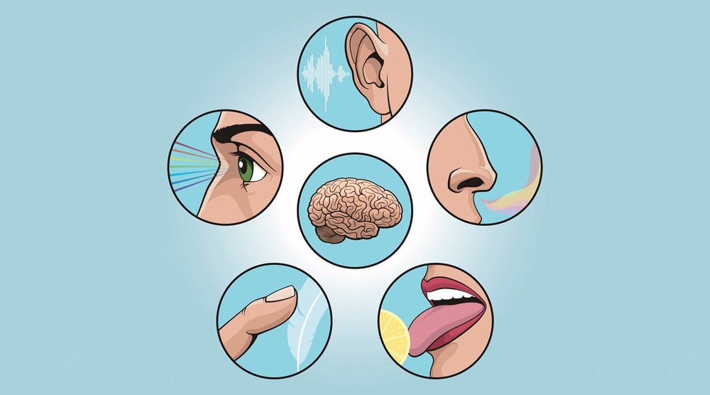Факты об органах чувств человека