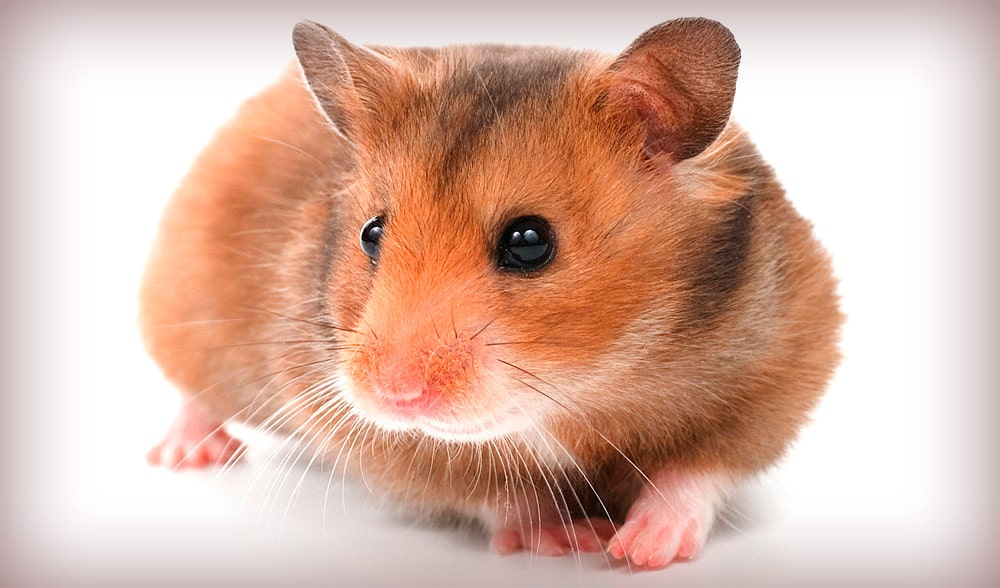 21 интересный факт о хомяках