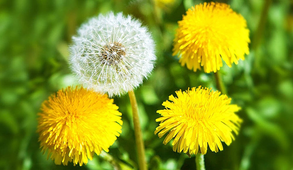 11 интересных фактов об одуванчике