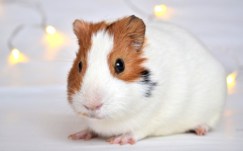 24 интересных факта о морских свинках