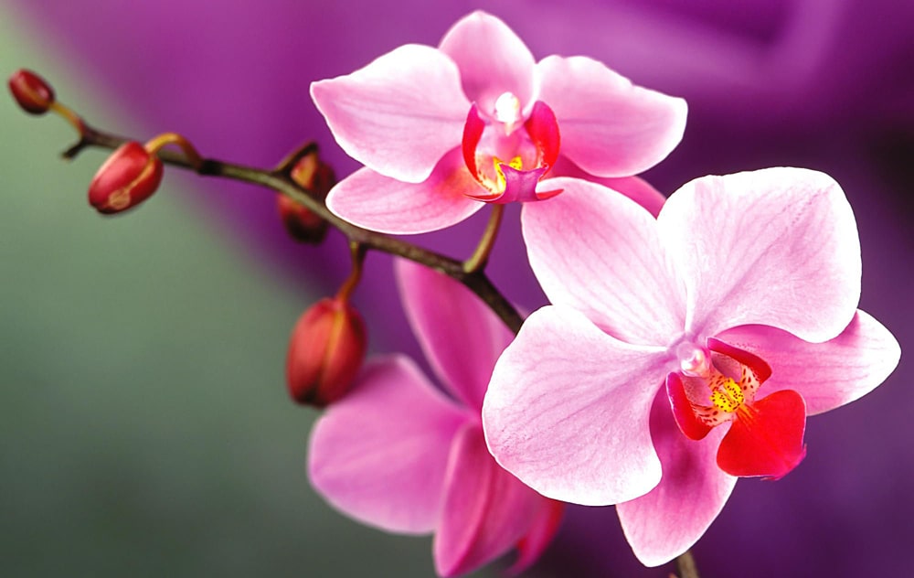 16 интересных фактов о цветах