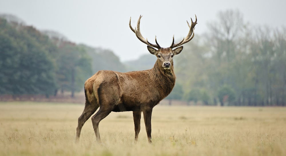 11 интересных фактов об оленях