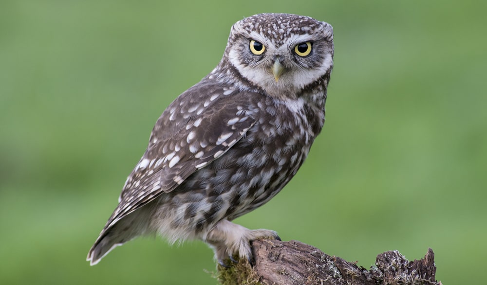 19 интересных фактов о совах