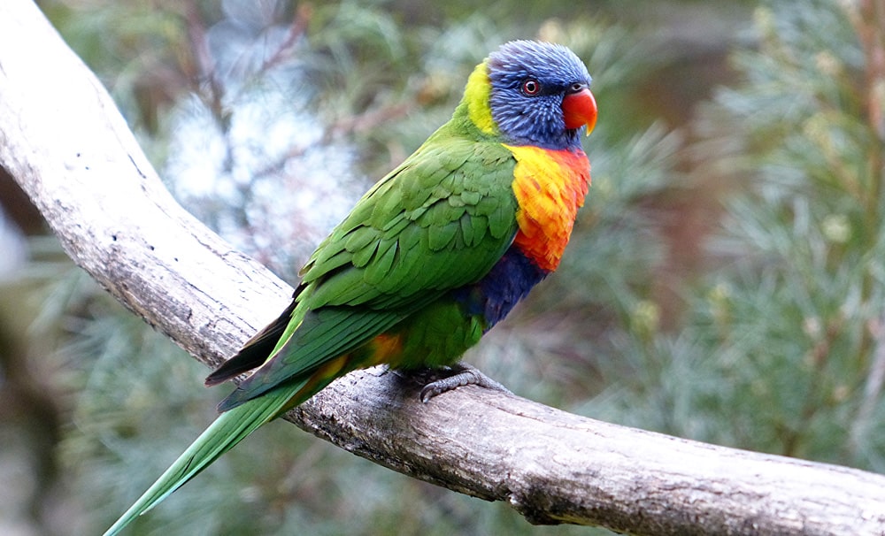 24 интересных факта о попугаях