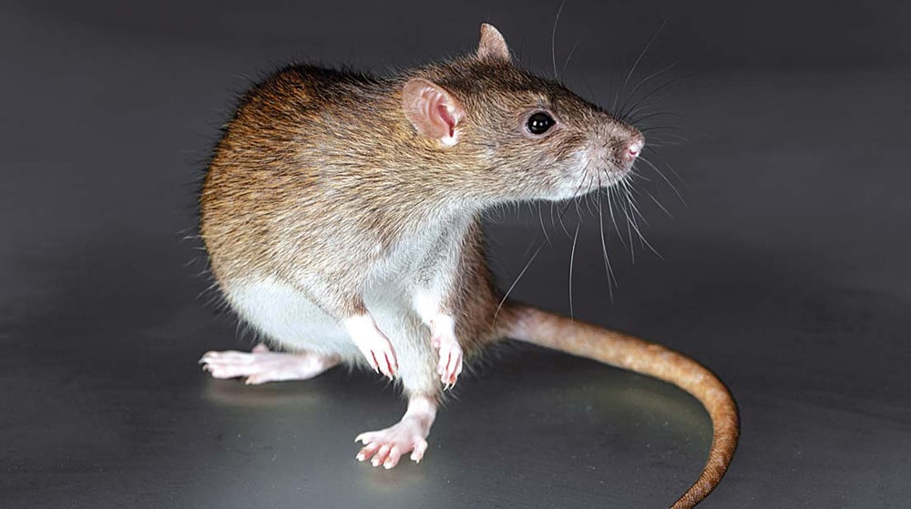 27 интересных фактов о крысах