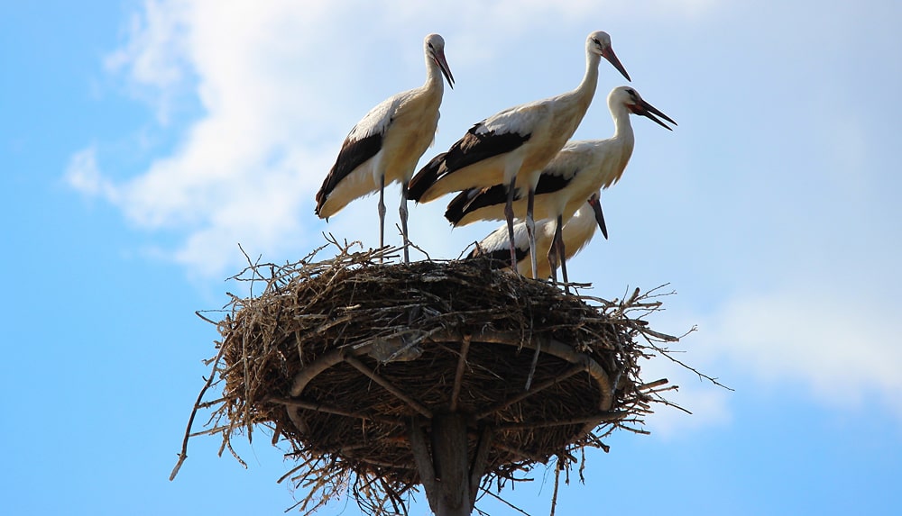 19 интересных фактов об аистах