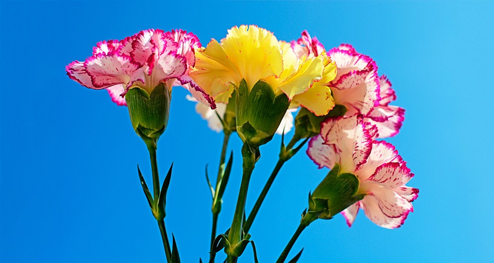 17 интересных фактов о гвоздиках