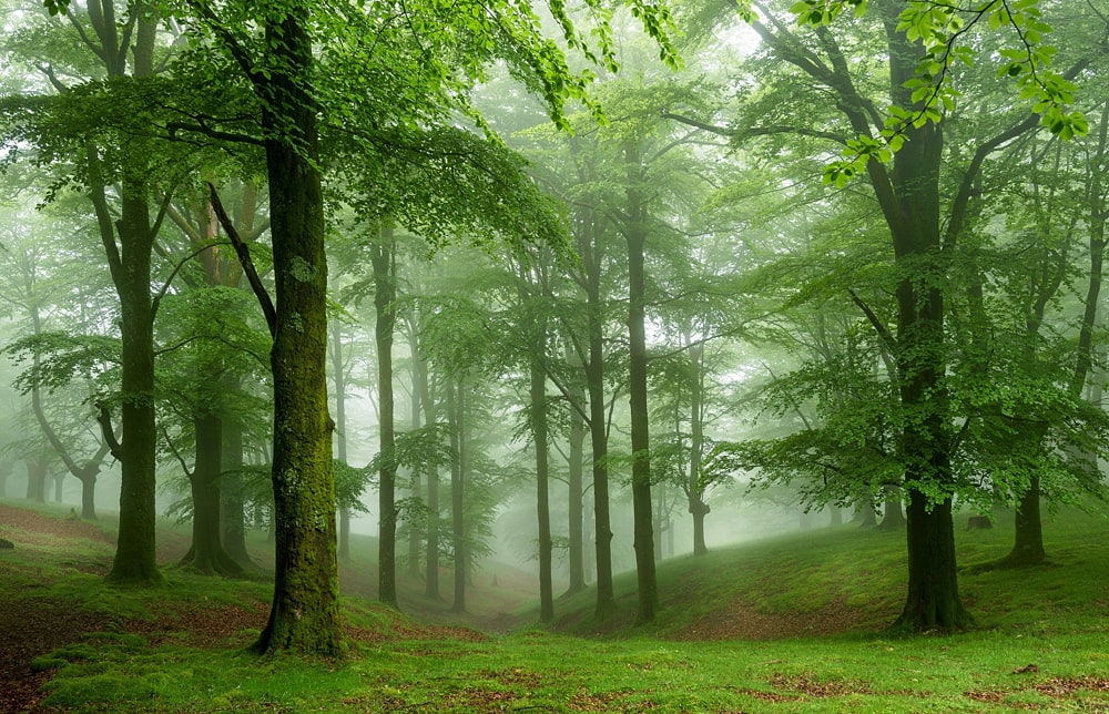 26 интересных фактов о лесах и деревьях