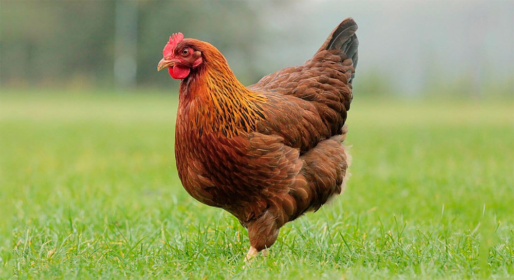 16 интересных фактов о курице