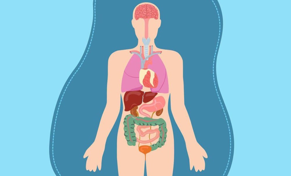 24 интересных фактов об органах человека