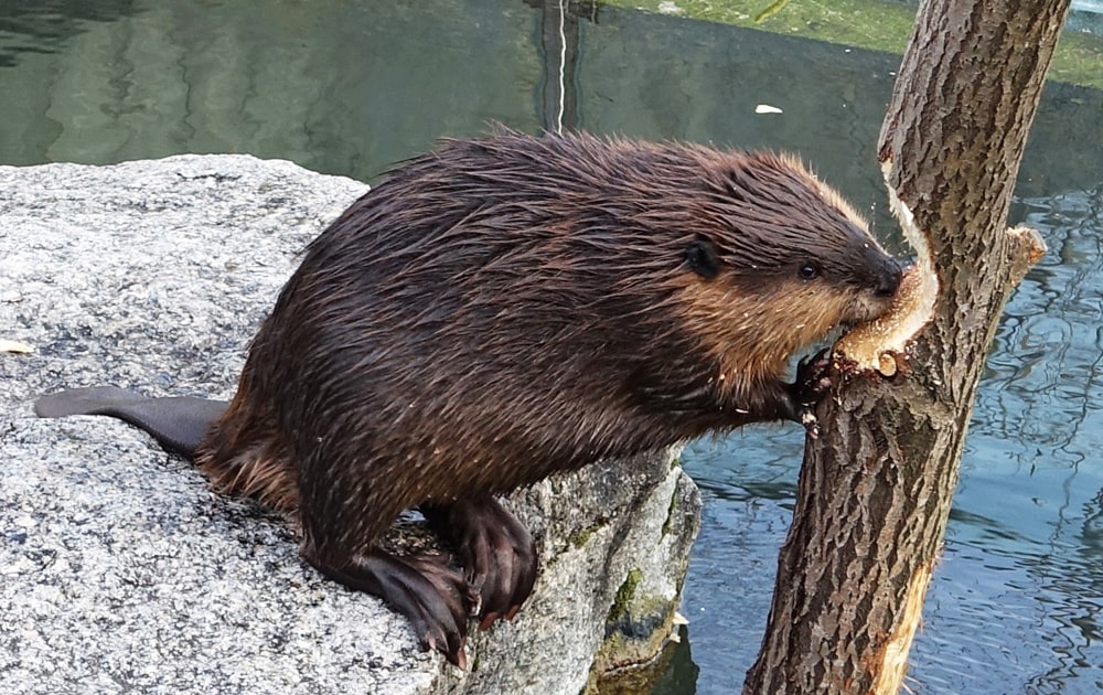 16 интересных фактов о бобрах