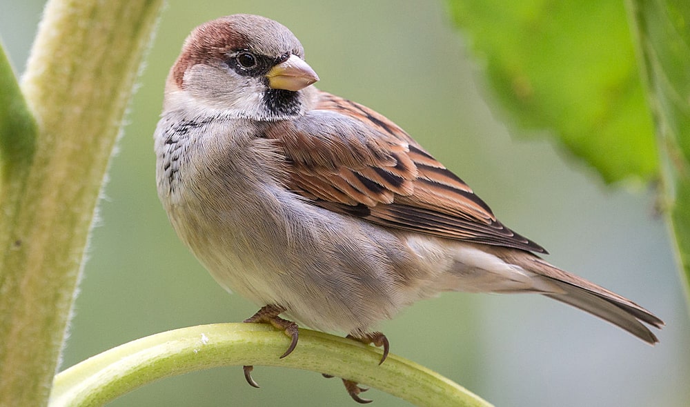 15 интересных фактов о воробьях