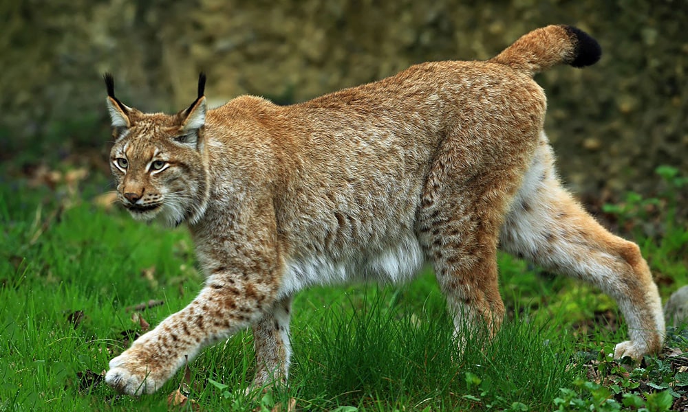 29 интересных фактов о рыси