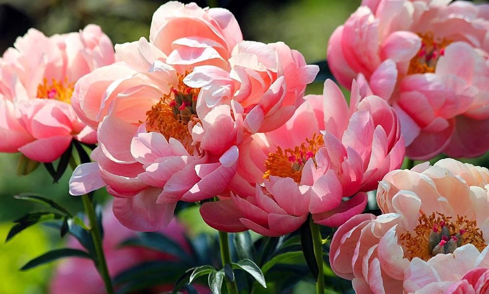 24 интересных факта о пионах