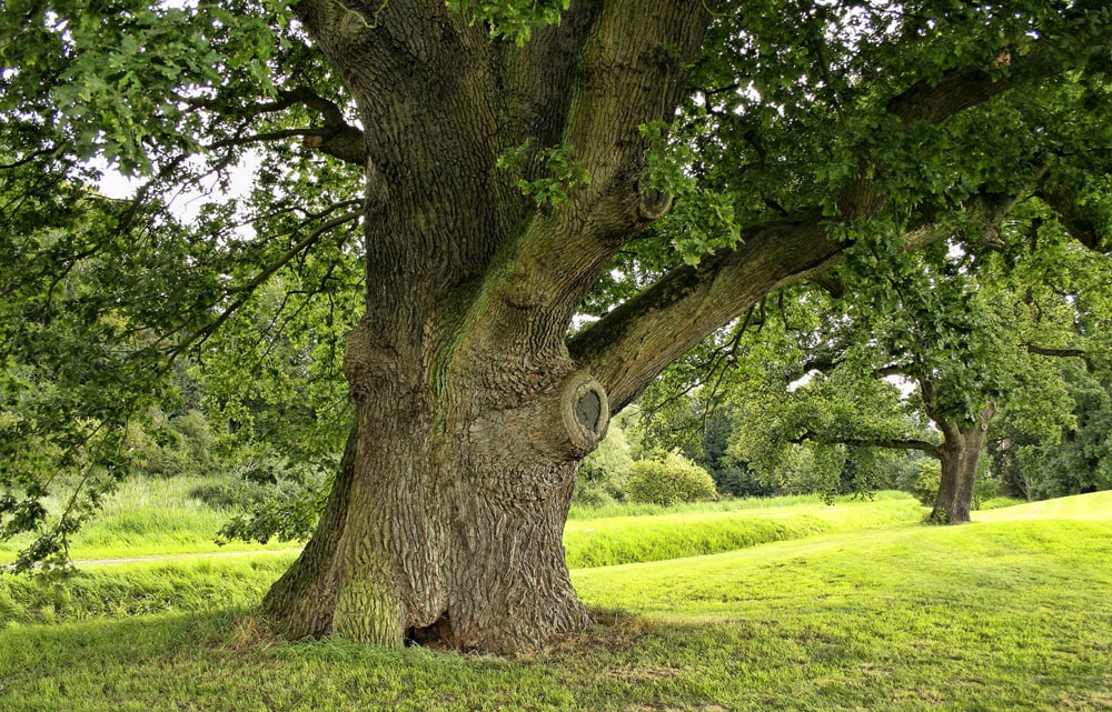 17 интересных фактов о дубах