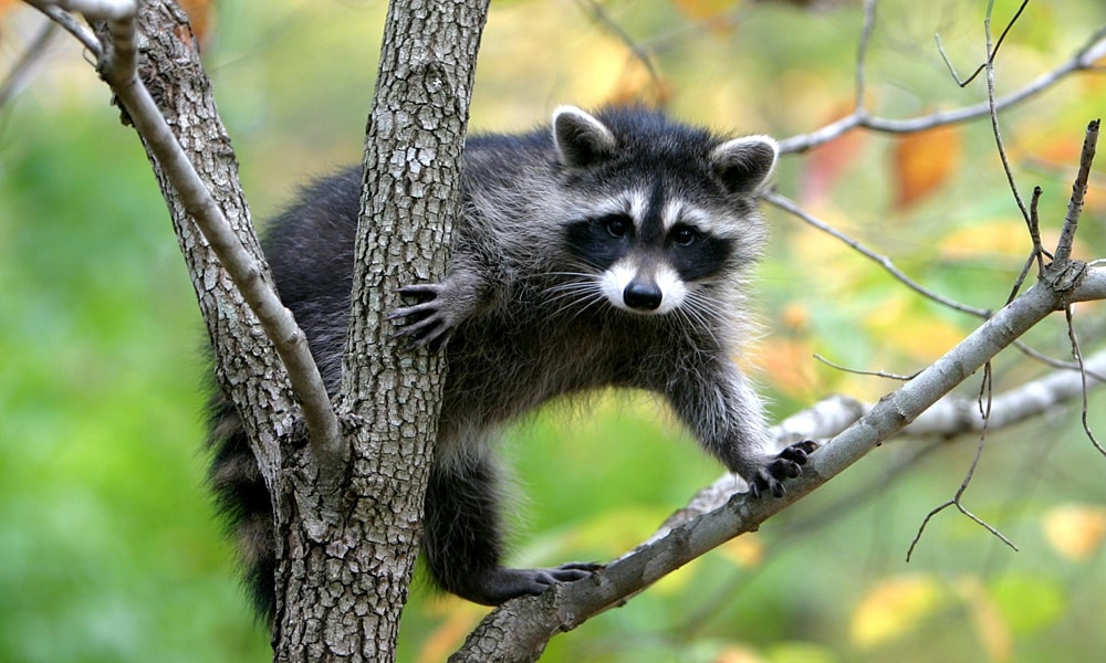 19 интересных фактов о енотах