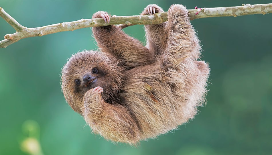 15 интересных фактов о ленивцах