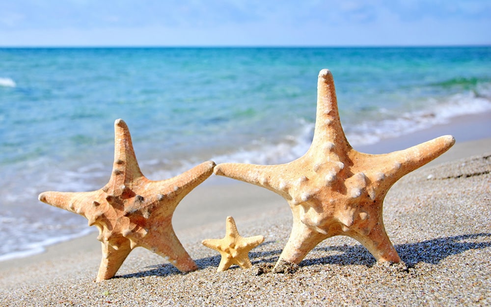 19 интересных фактов о морских звездах