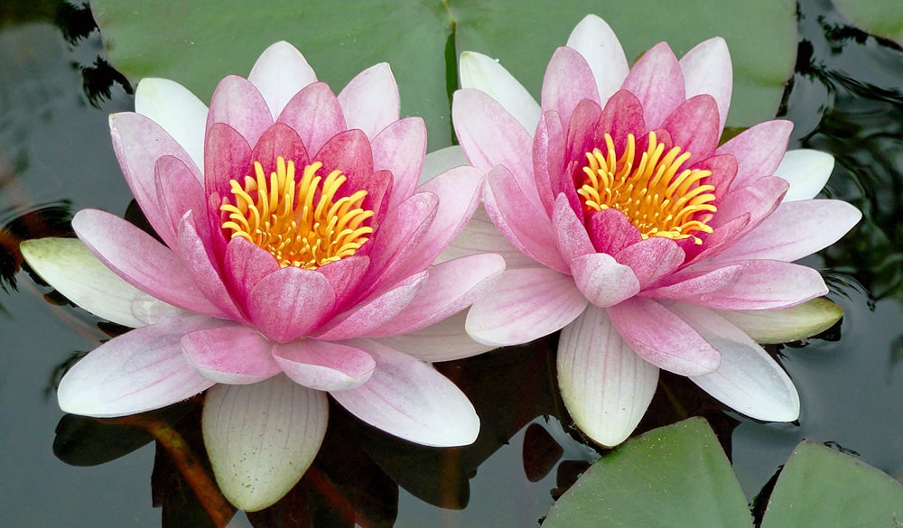 15 интересных фактов о кувшинках