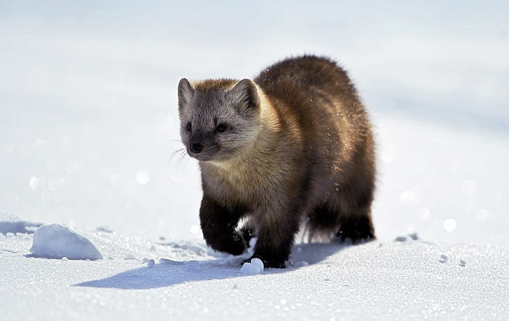 16 интересных фактов о соболе
