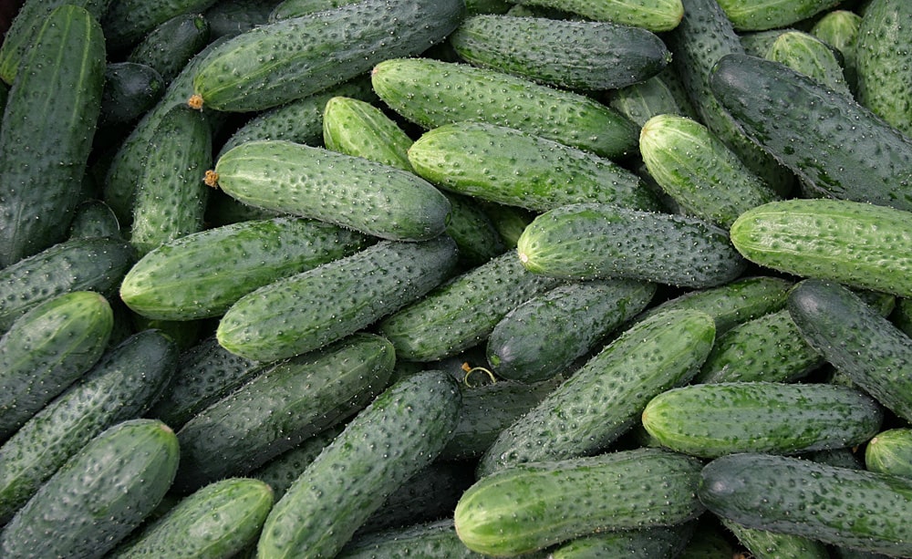 16 интересных фактов об огурцах