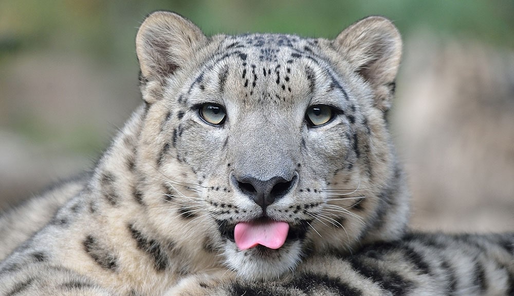 21 интересный факт о снежных барсах